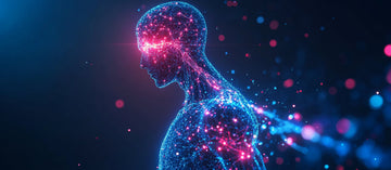 The Gut-Brain Connection: How SÛRE Fuels Both